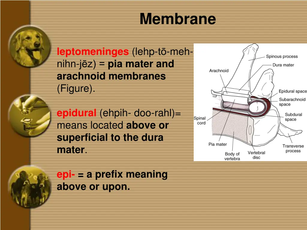 membrane 3