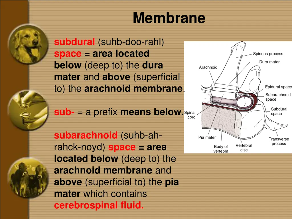 membrane 4