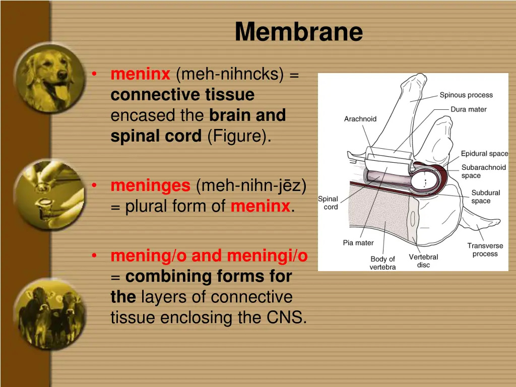 membrane