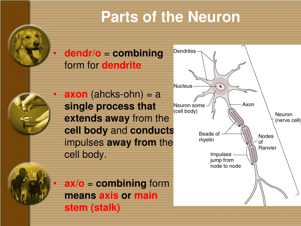 parts of the neuron 1