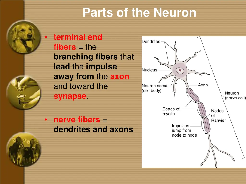 parts of the neuron 2