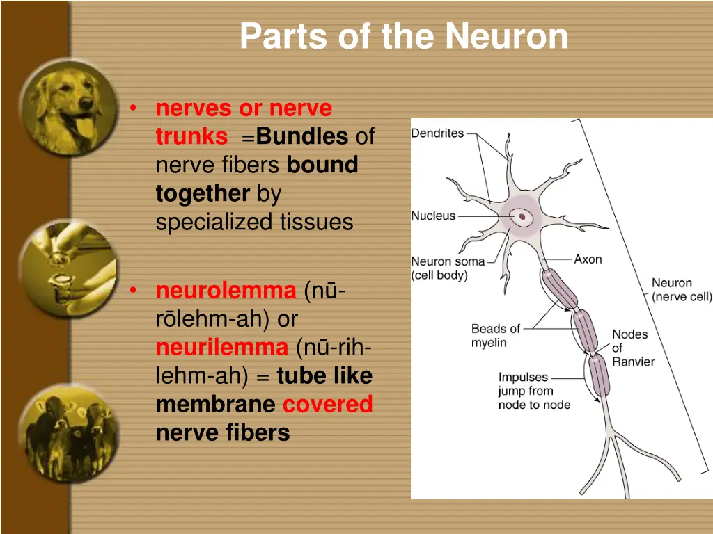 parts of the neuron 3