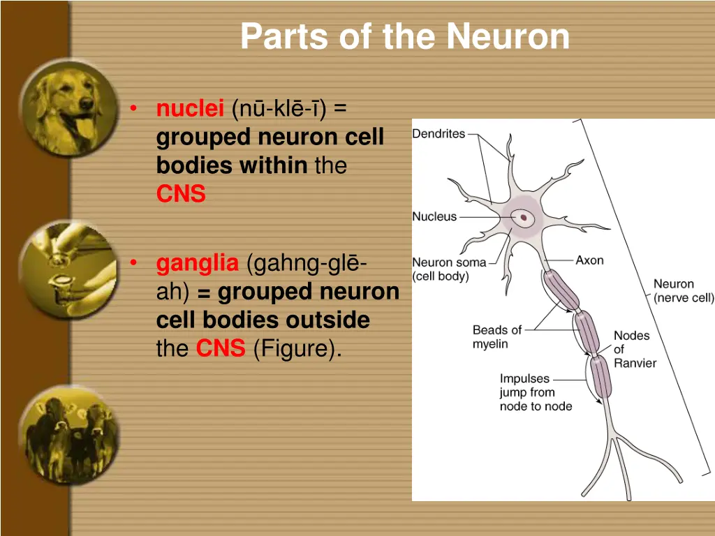 parts of the neuron 4