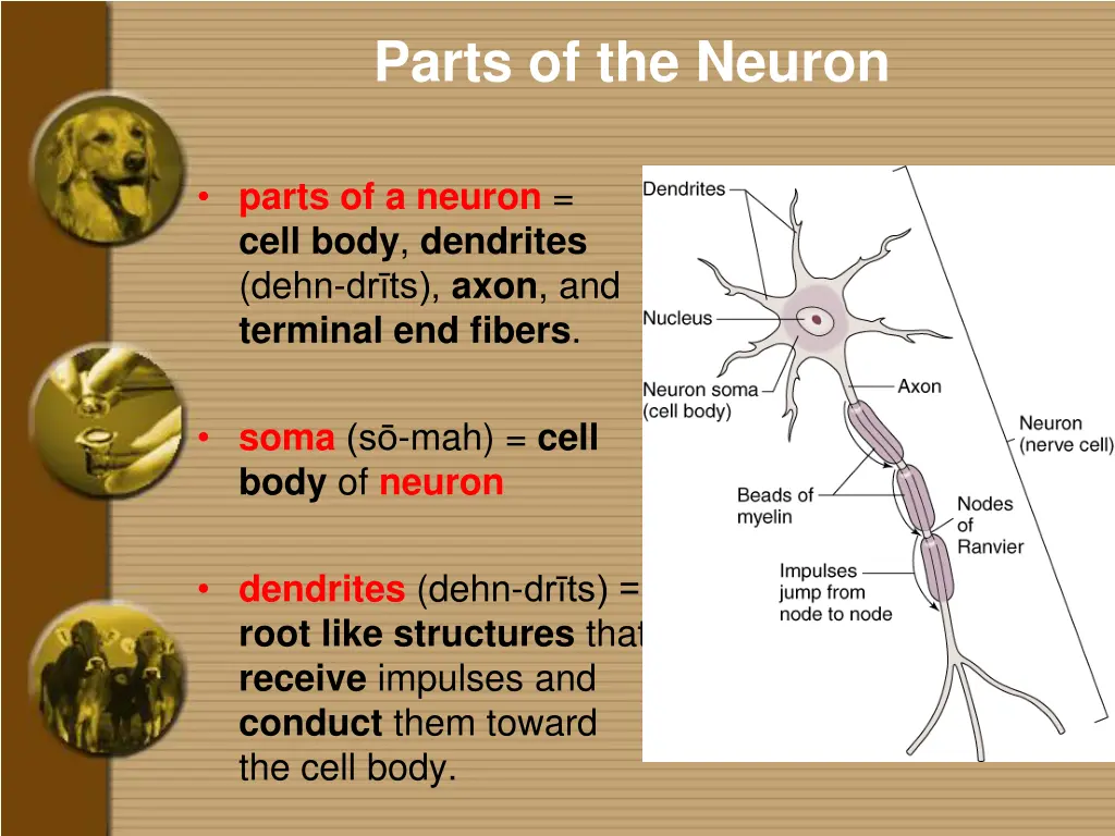 parts of the neuron