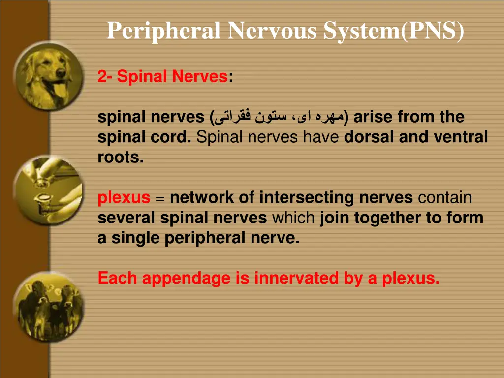 peripheral nervous system pns 1