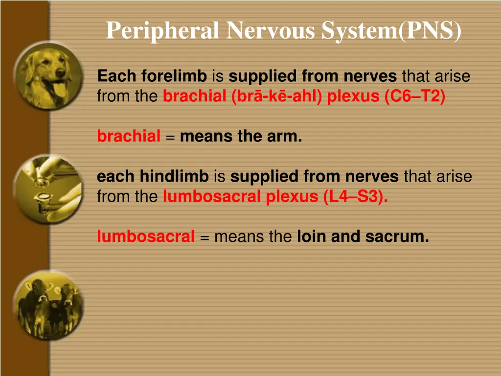 peripheral nervous system pns 2