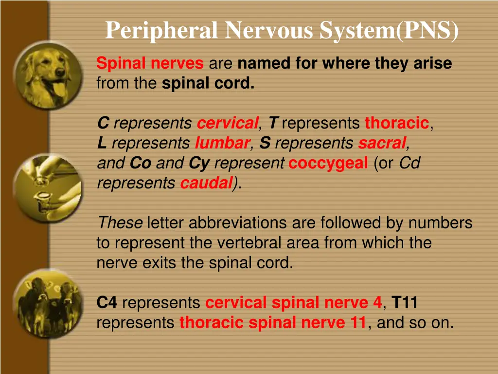 peripheral nervous system pns 3