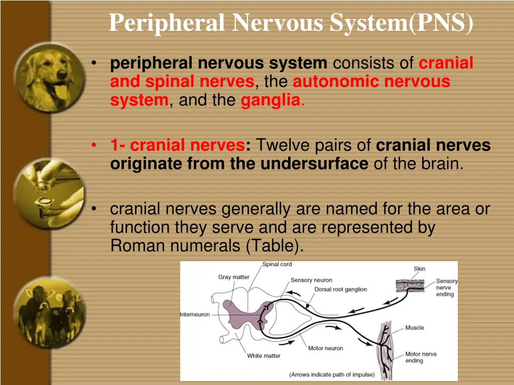 peripheral nervous system pns