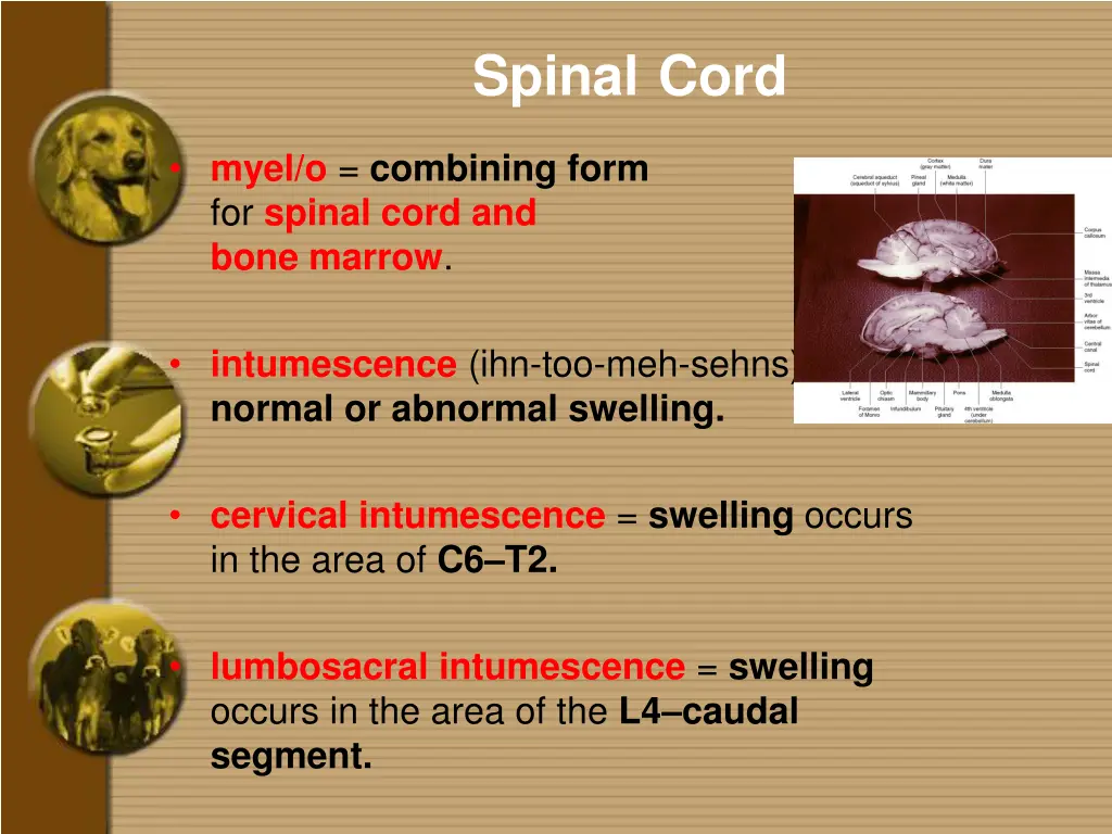 spinal cord 1