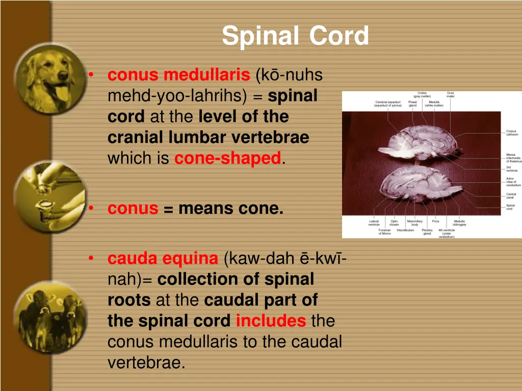 spinal cord 2