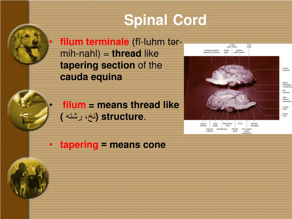 spinal cord 3