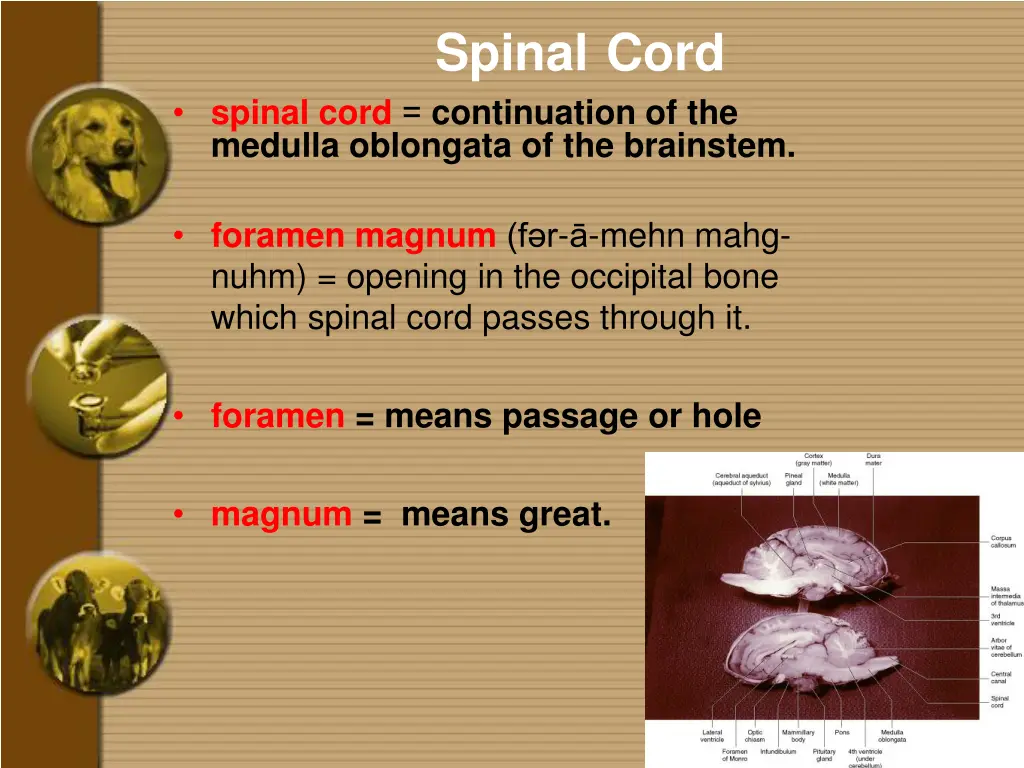 spinal cord