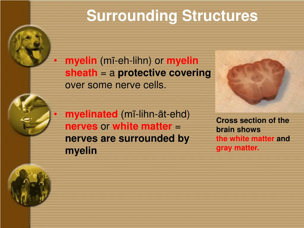 surrounding structures