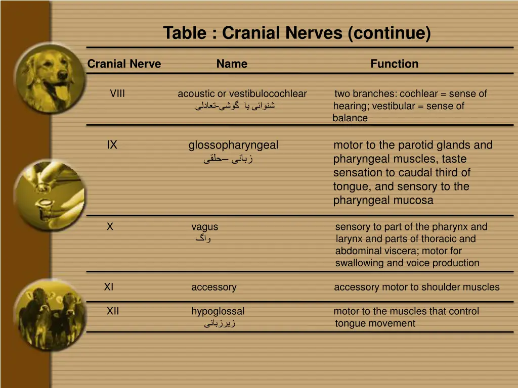 table cranial nerves continue