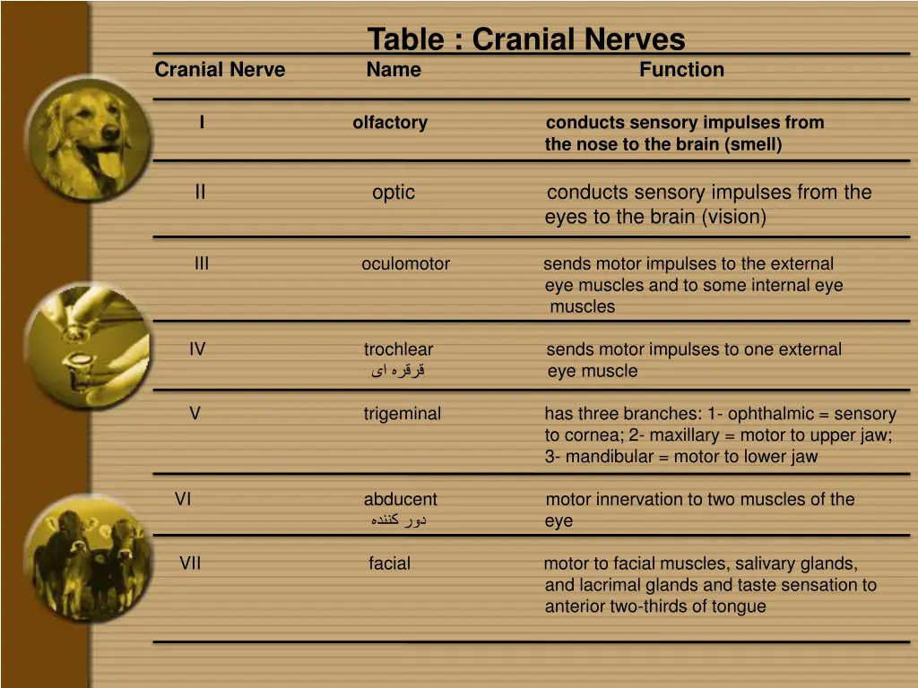 table cranial nerves