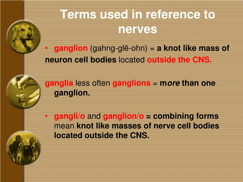 terms used in reference to nerves 1