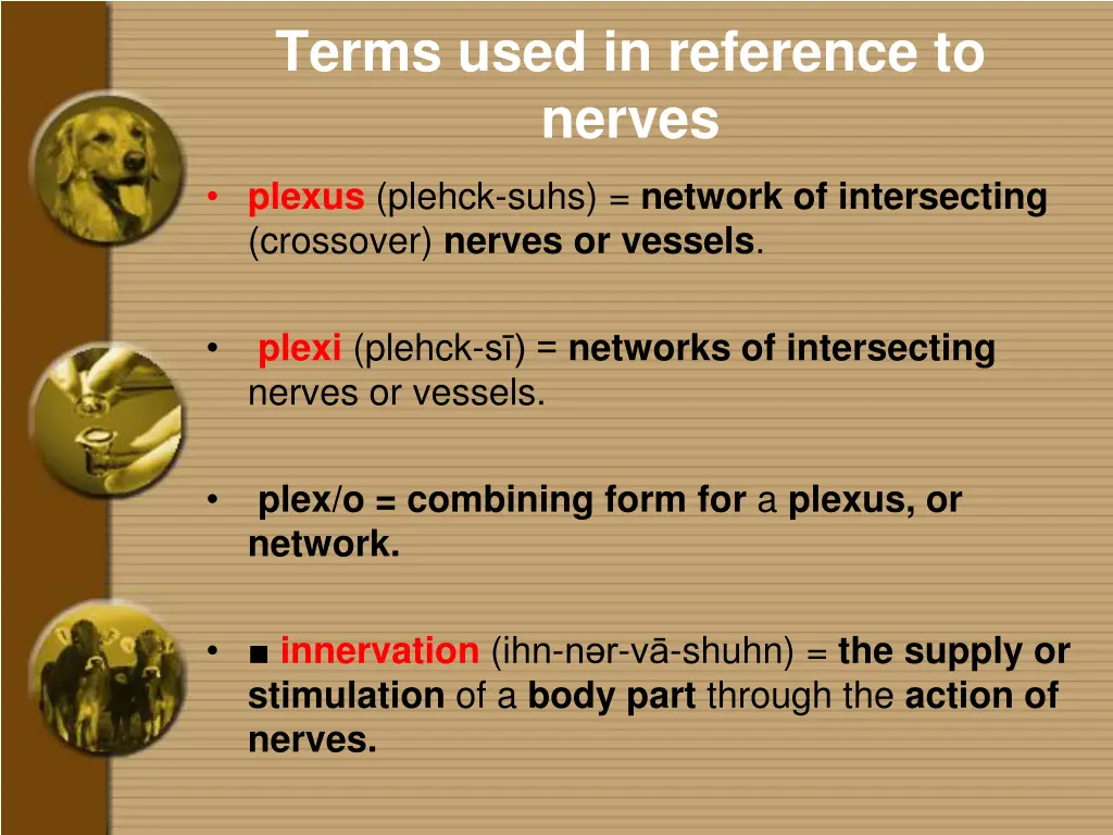 terms used in reference to nerves 2