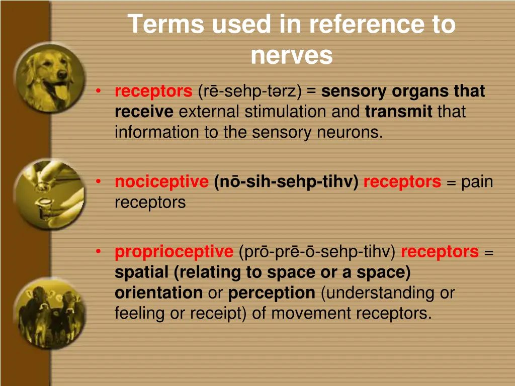 terms used in reference to nerves 3