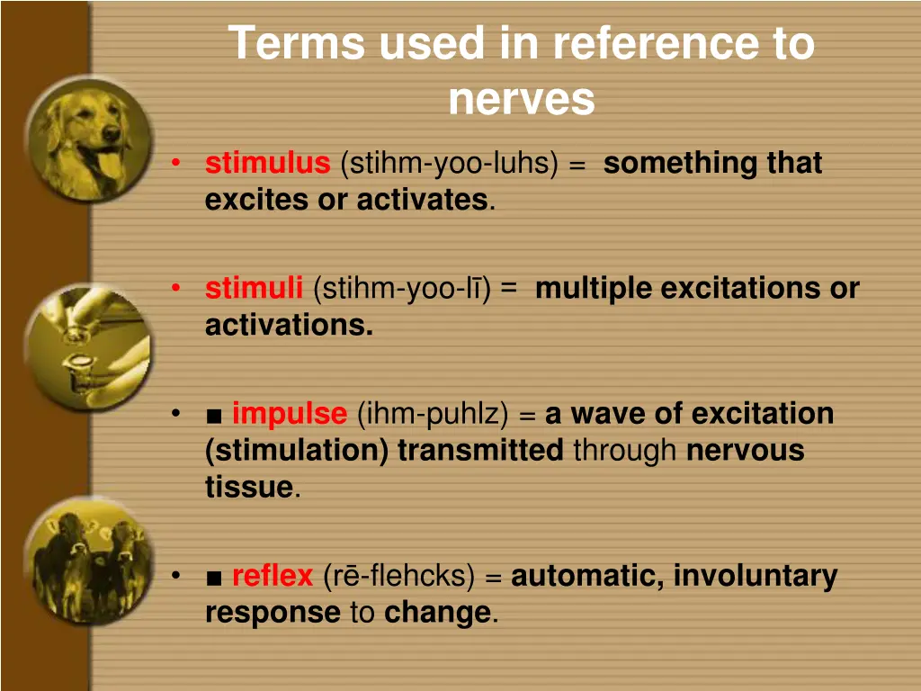 terms used in reference to nerves 4