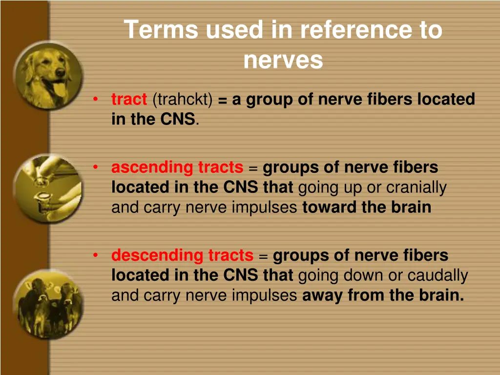 terms used in reference to nerves