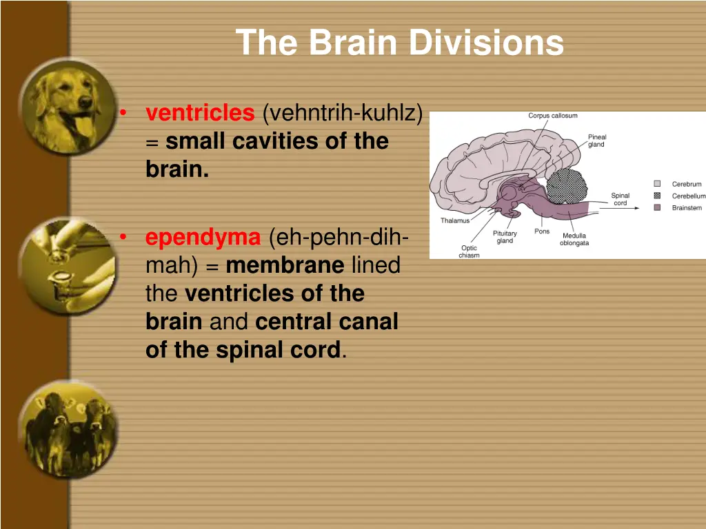 the brain divisions 1