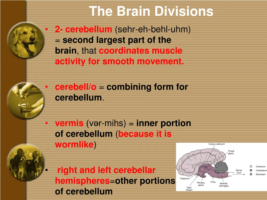 the brain divisions 2