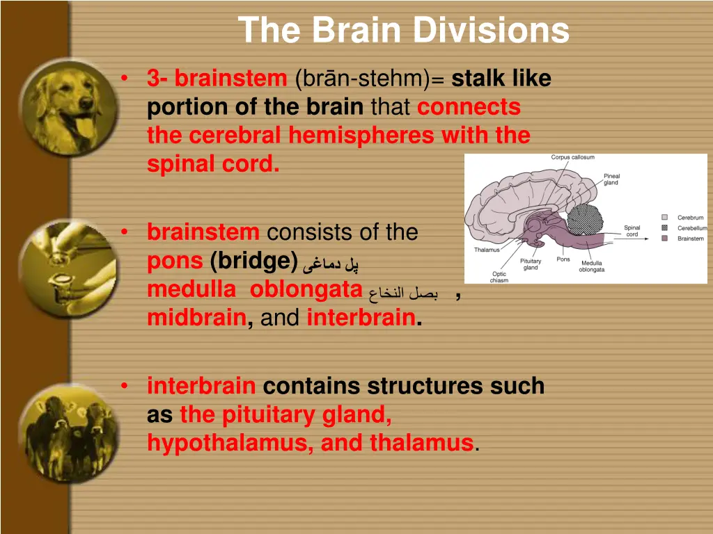 the brain divisions 3