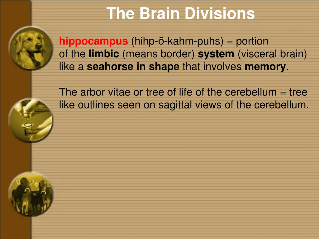 the brain divisions 4