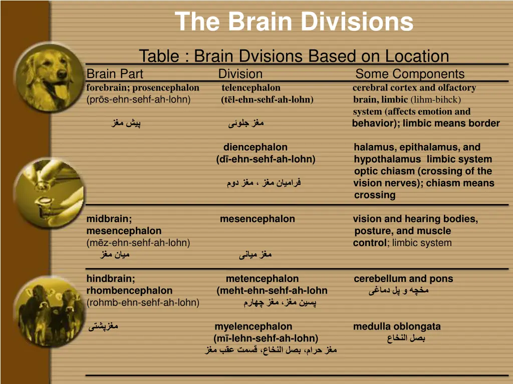 the brain divisions 5