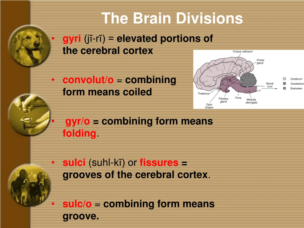 the brain divisions gyri j r elevated portions