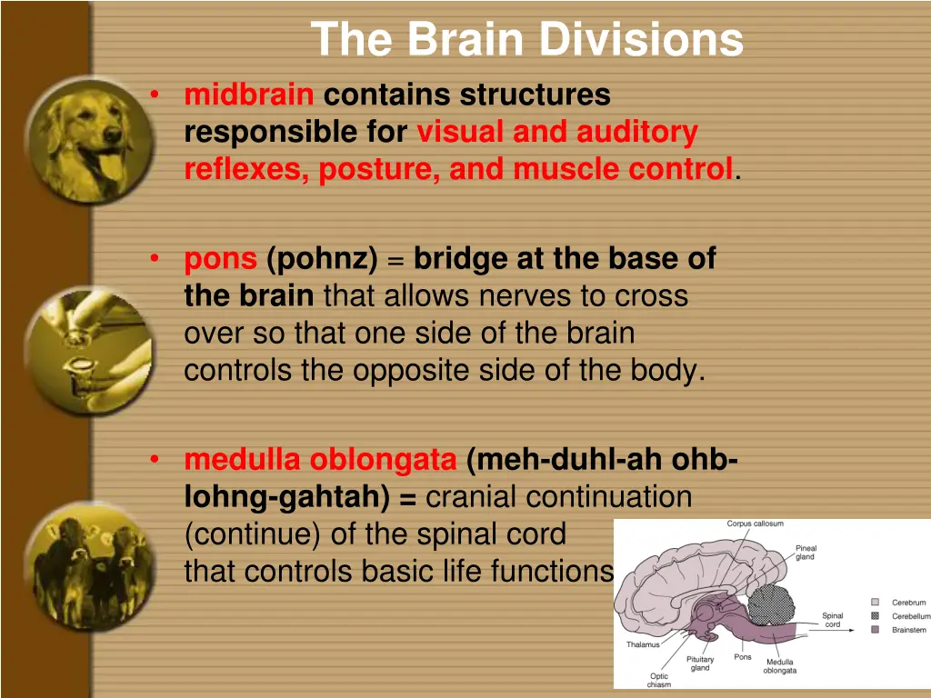 the brain divisions midbrain contains structures