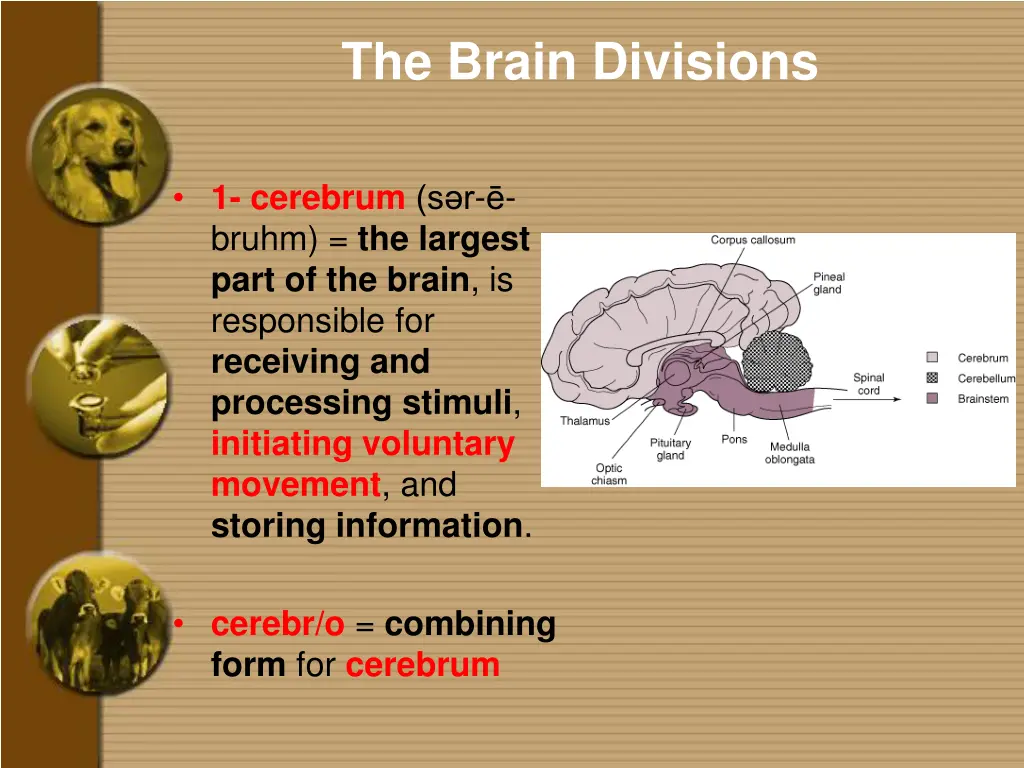 the brain divisions