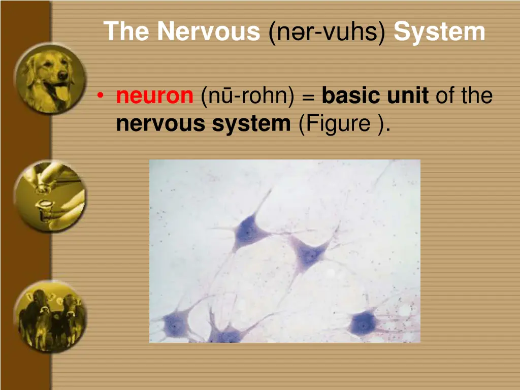 the nervous n r vuhs system 1