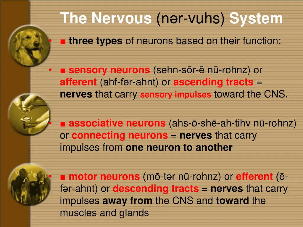 the nervous n r vuhs system 2