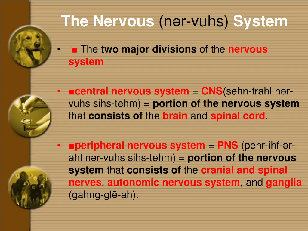 the nervous n r vuhs system