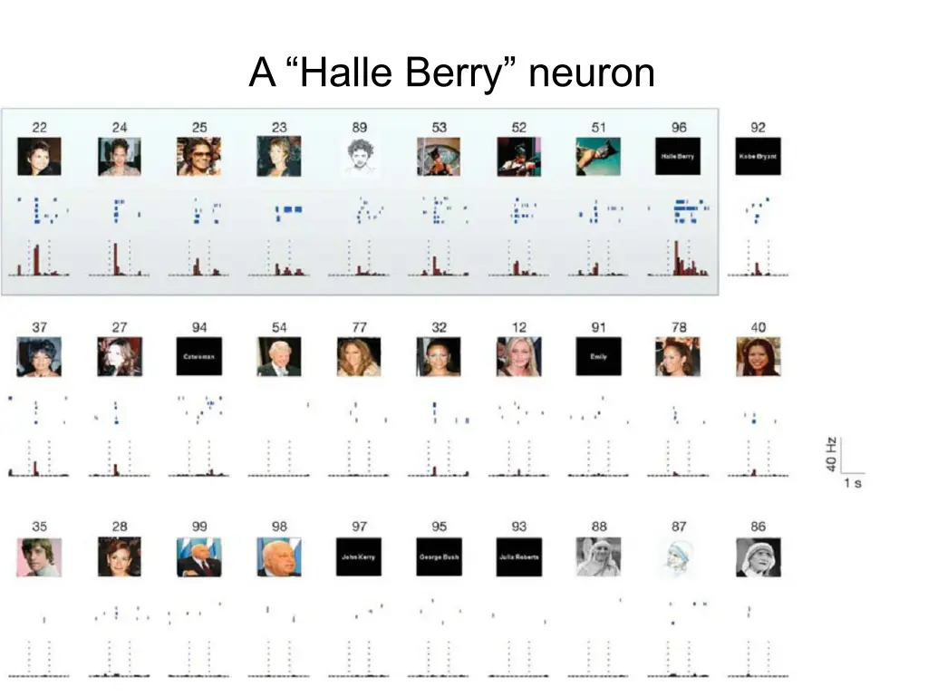 a halle berry neuron