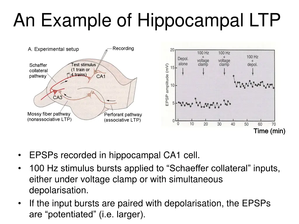 an example of hippocampal ltp