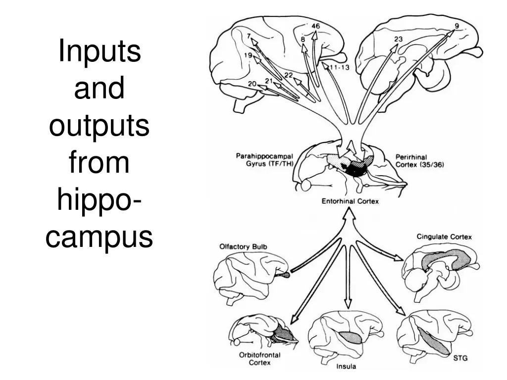 inputs and outputs from hippo campus