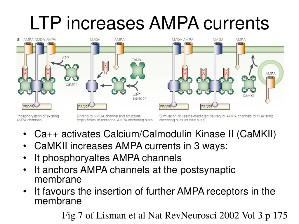 ltp increases ampa currents