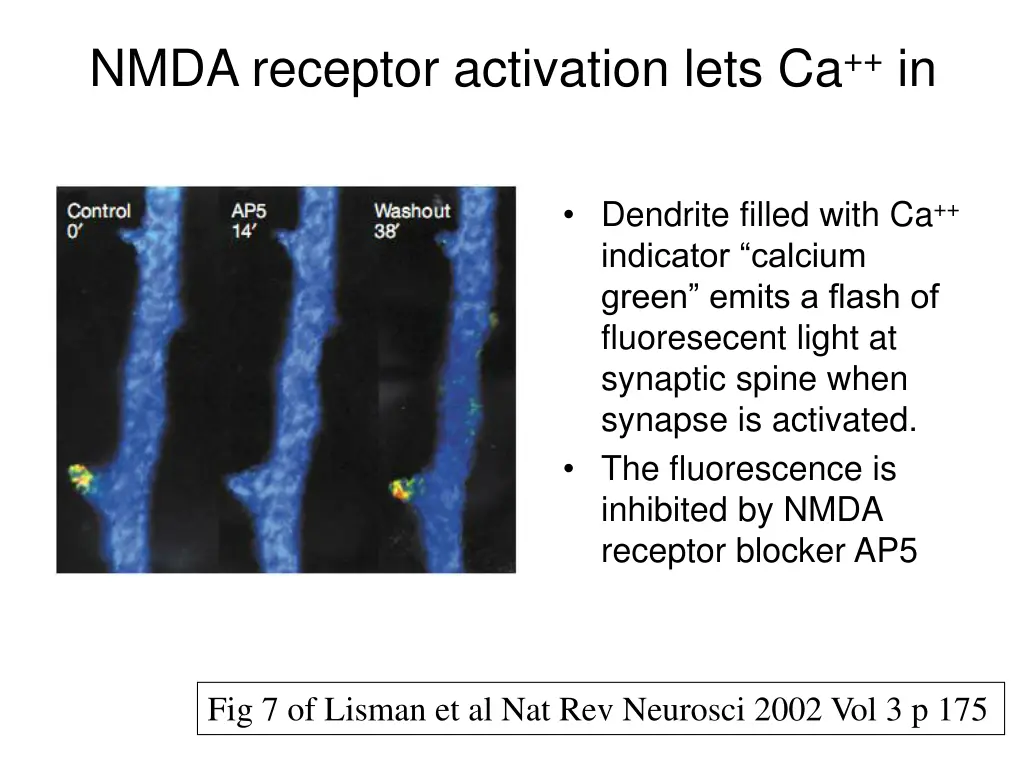 nmda receptor activation lets ca in