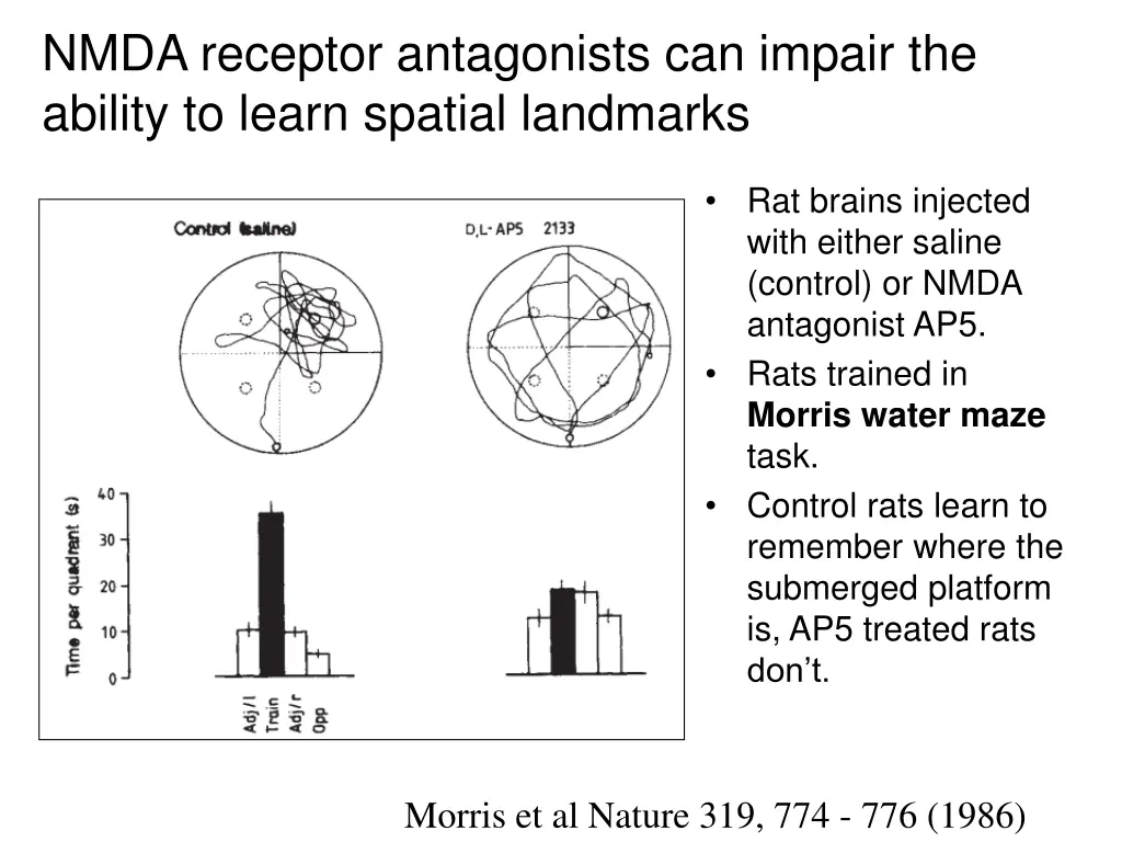 nmda receptor antagonists can impair the ability