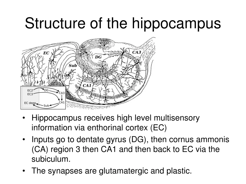 structure of the hippocampus