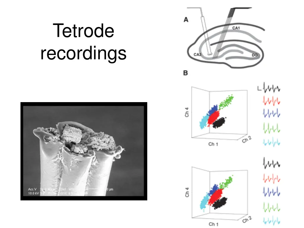 tetrode recordings