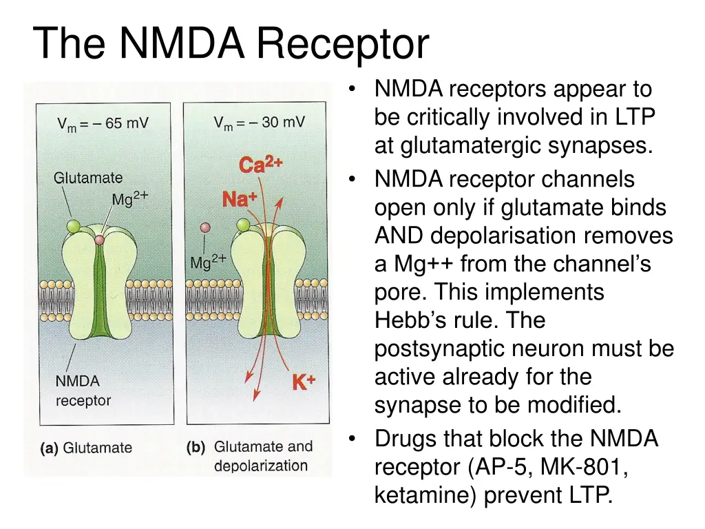 the nmda receptor