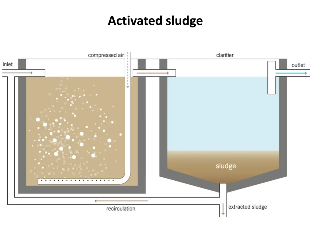 activated sludge