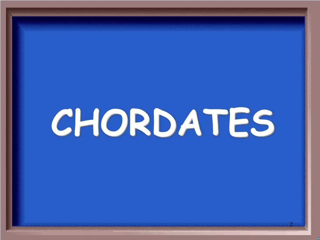 chordates