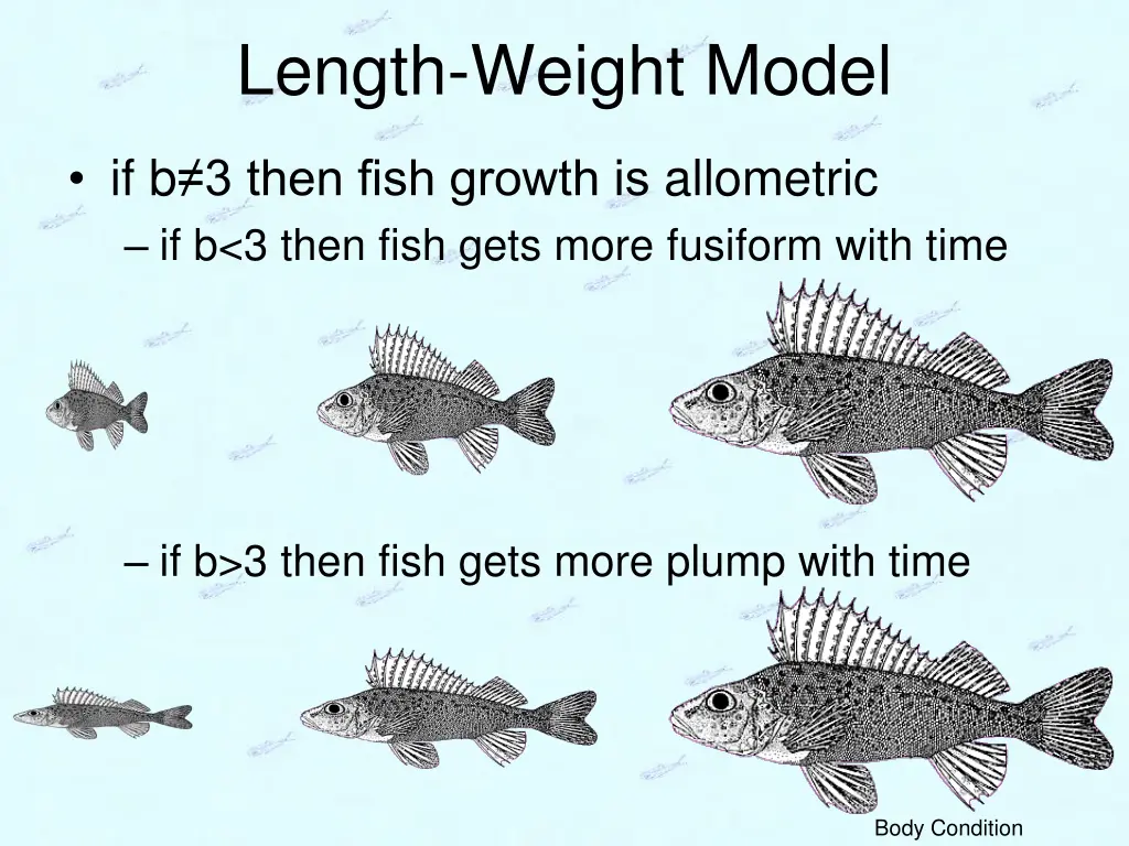 length weight model 1