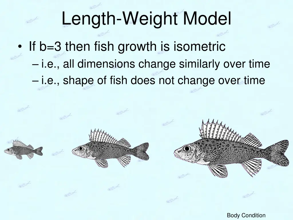 length weight model