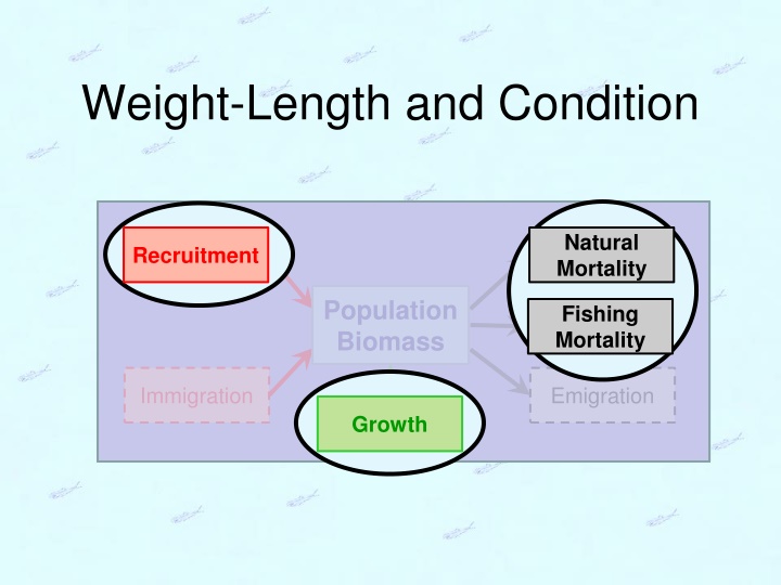 weight length and condition