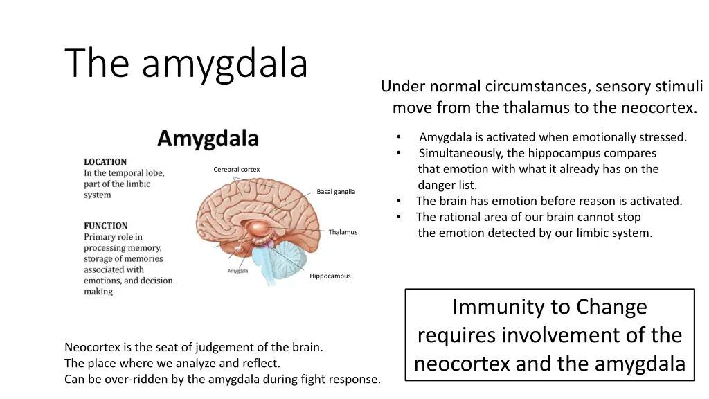 the amygdala